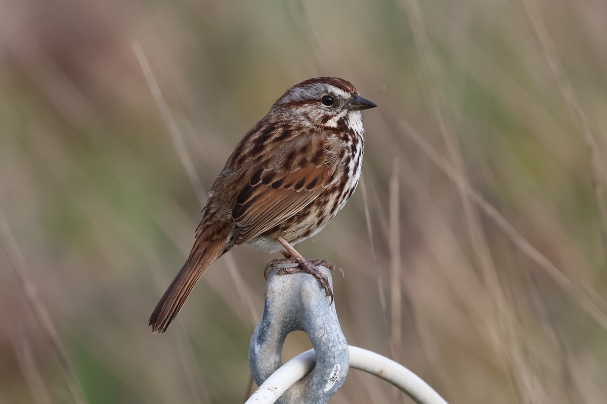 Song Sparrow (heermanni Group) - ML617920949