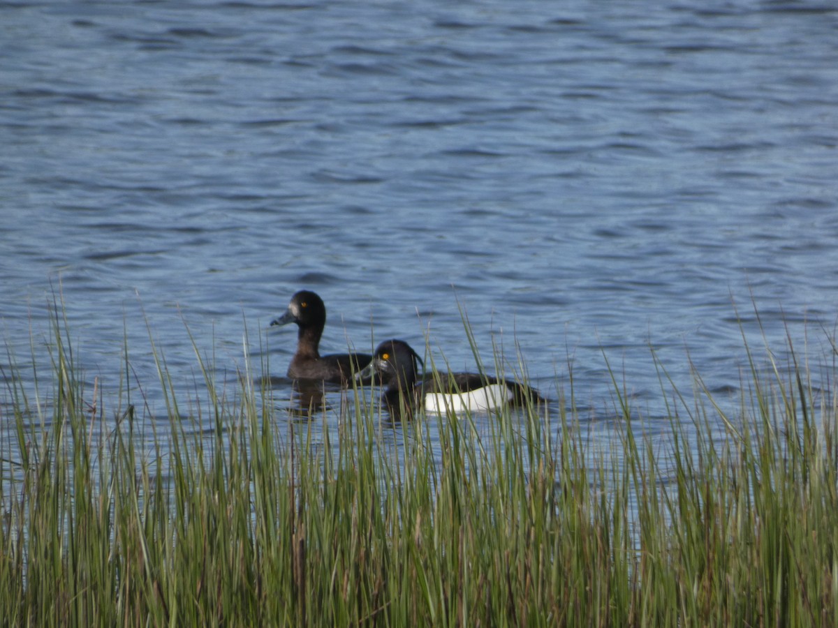 Tufted Duck - ML617920963