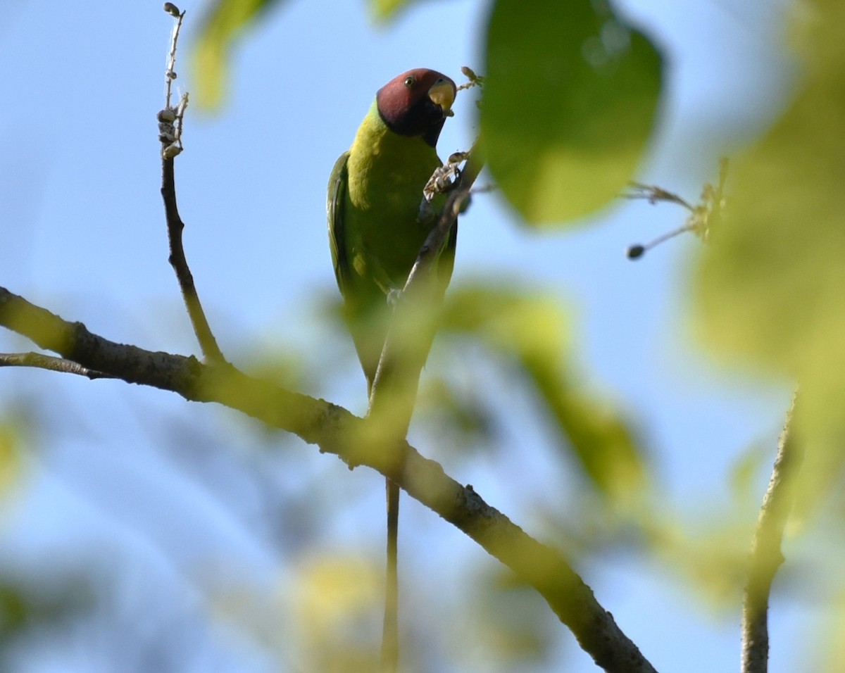 Plum-headed Parakeet - Amar Narayan