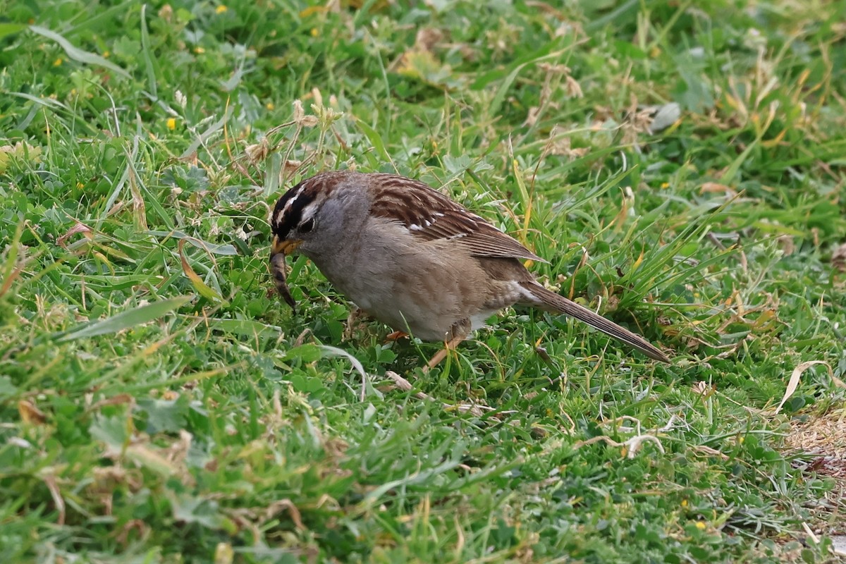 White-crowned Sparrow (nuttalli) - ML617921034