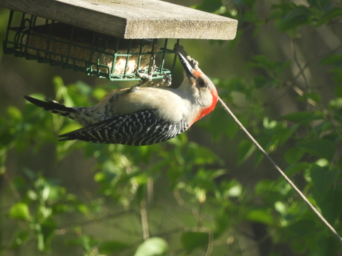 Red-bellied Woodpecker - ML617921037