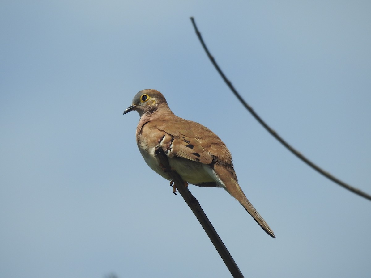 Long-tailed Ground Dove - ML617921068