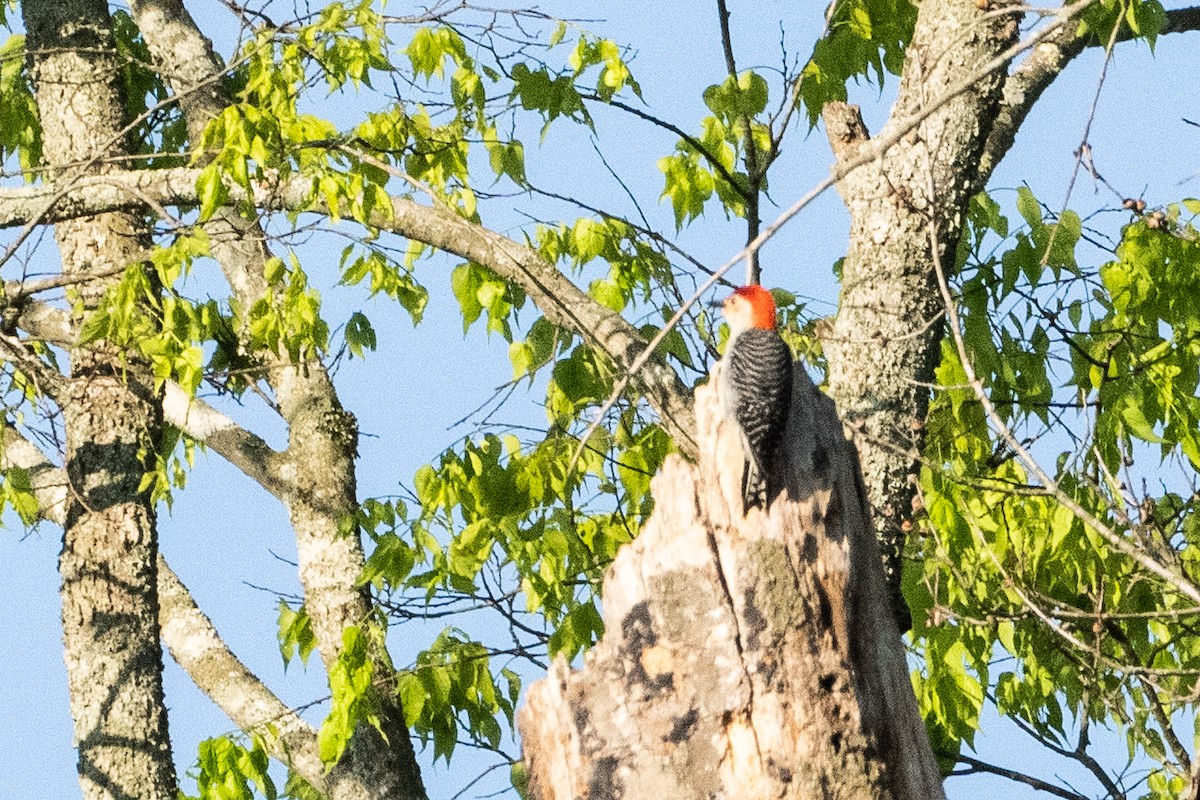 Red-bellied Woodpecker - ML617921102