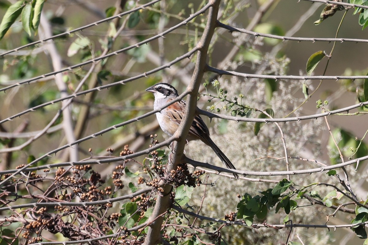Stripe-headed Sparrow - ML617921112