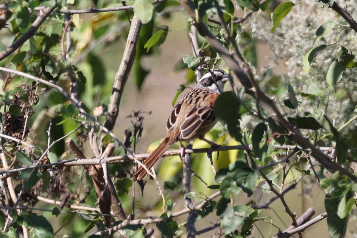 Stripe-headed Sparrow - ML617921113