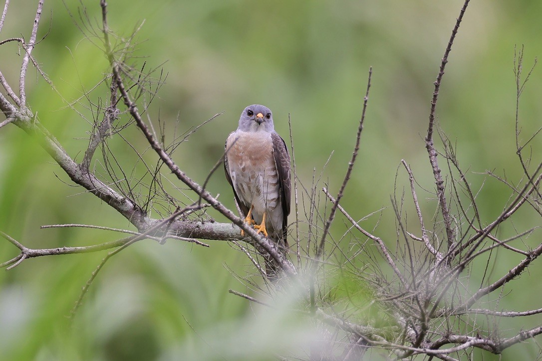 Chinese Sparrowhawk - ML617921178