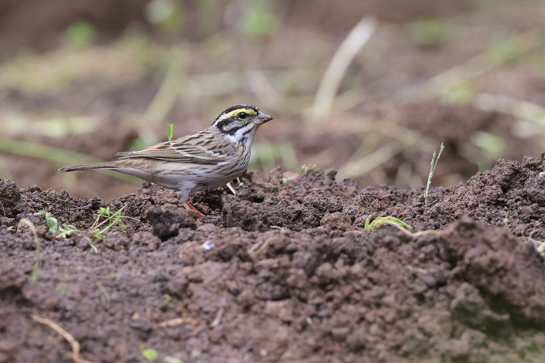 Yellow-browed Bunting - 國凌 薛