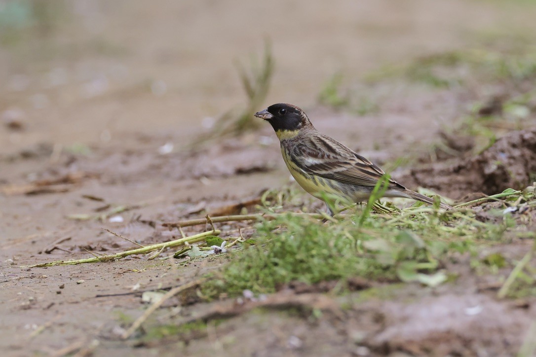 Yellow-breasted Bunting - 國凌 薛