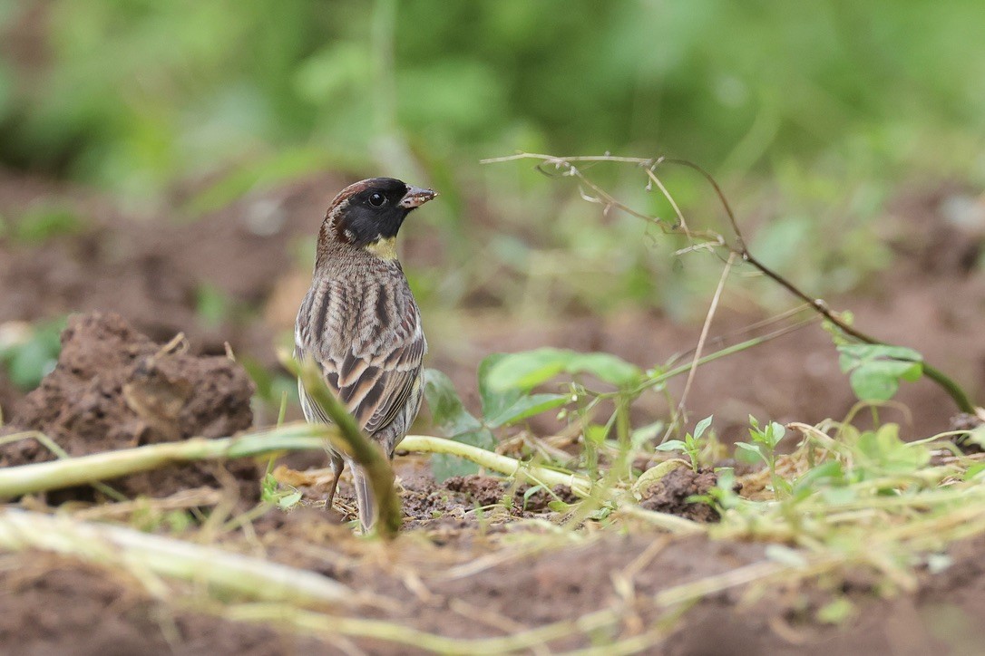 Yellow-breasted Bunting - 國凌 薛