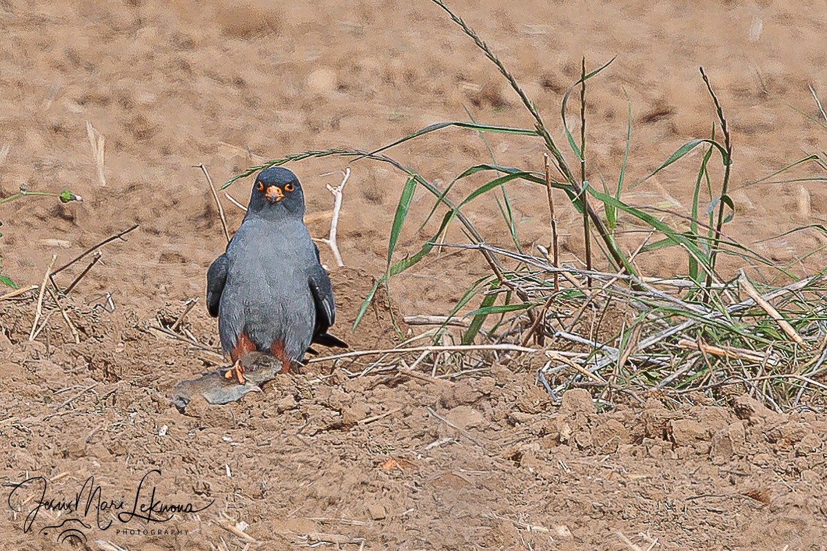 Red-footed Falcon - ML617921254