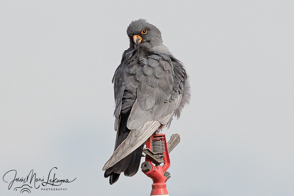 Red-footed Falcon - ML617921255