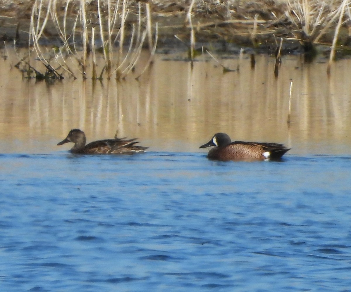 Blue-winged Teal - ML617921257