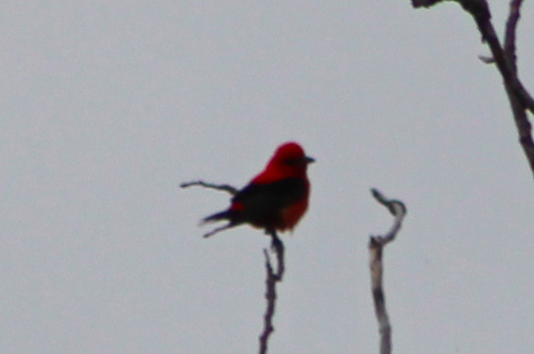Scarlet Tanager - ML617921291