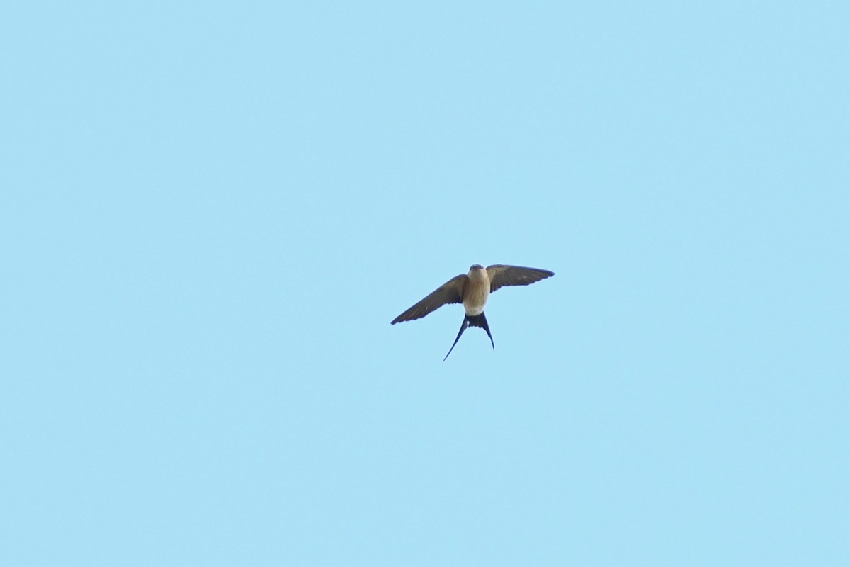 Red-rumped Swallow - ML617921303