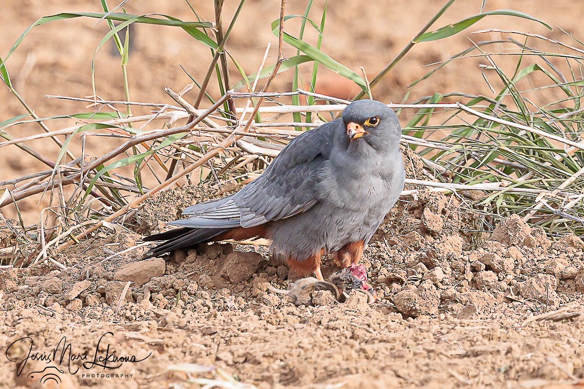 Red-footed Falcon - ML617921310
