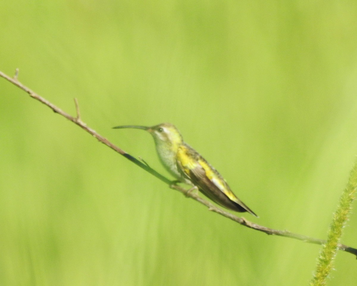 kolibřík rudozobý - ML617921313