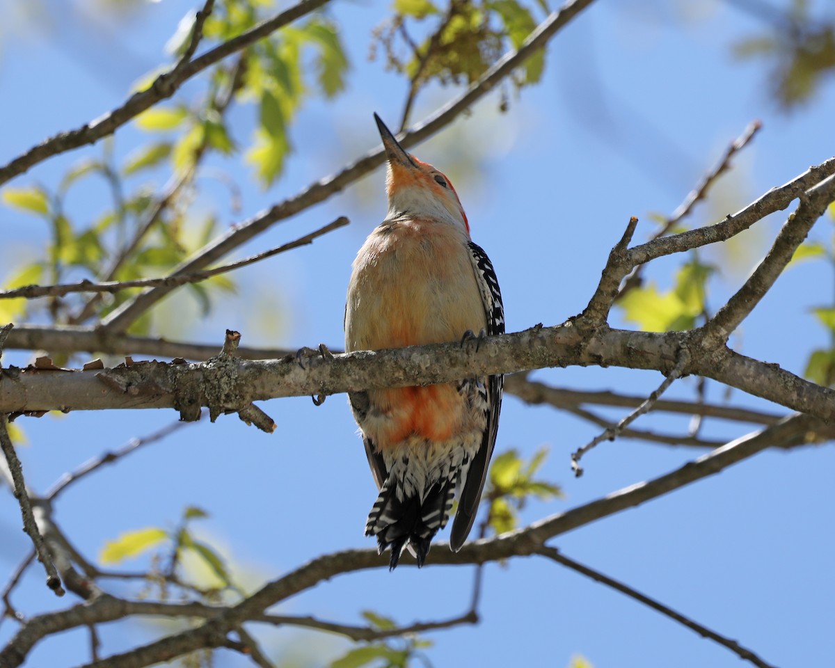 Red-bellied Woodpecker - ML617921336