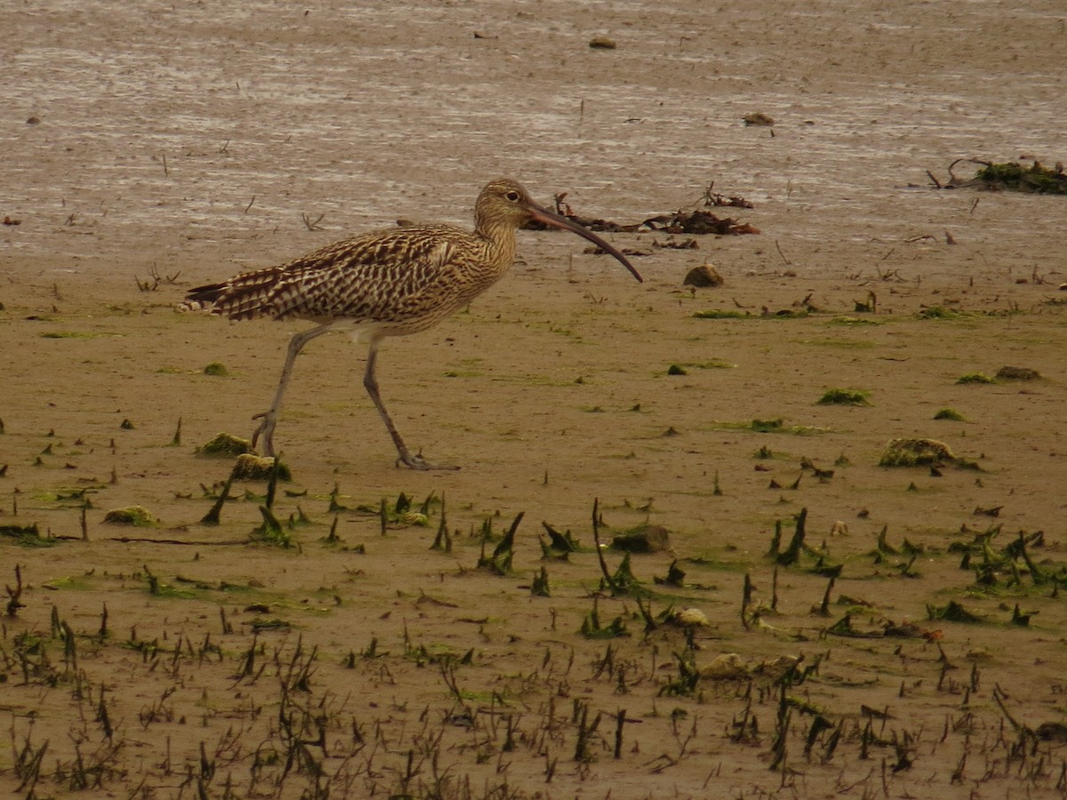 Eurasian Curlew - Amy Lawes