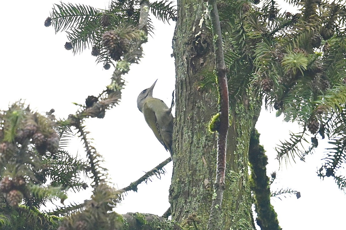 Gray-headed Woodpecker - Dong Qiu