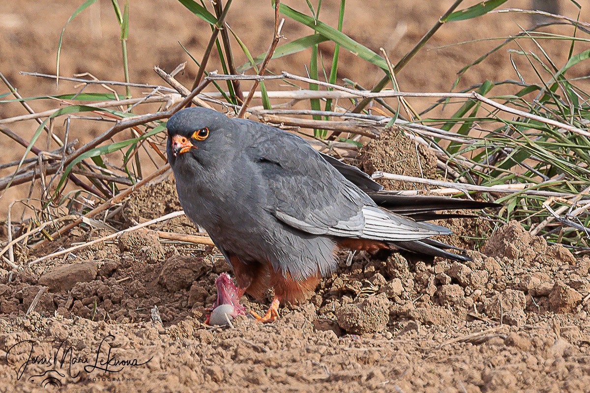 Red-footed Falcon - ML617921370