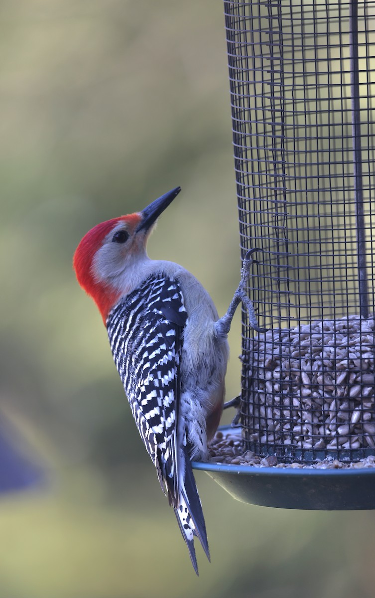 Red-bellied Woodpecker - ML617921375
