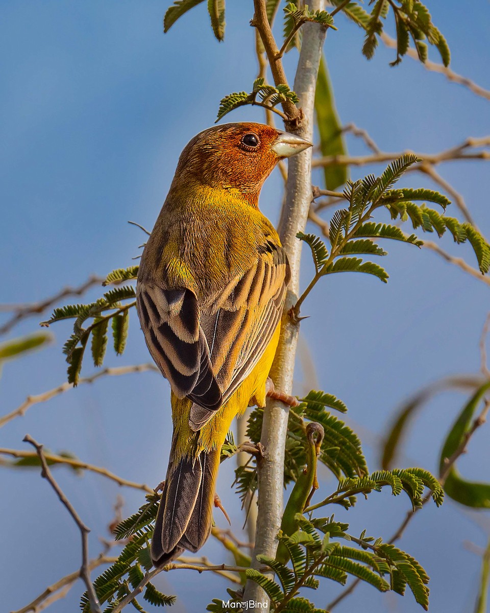 Red-headed Bunting - ML617921395