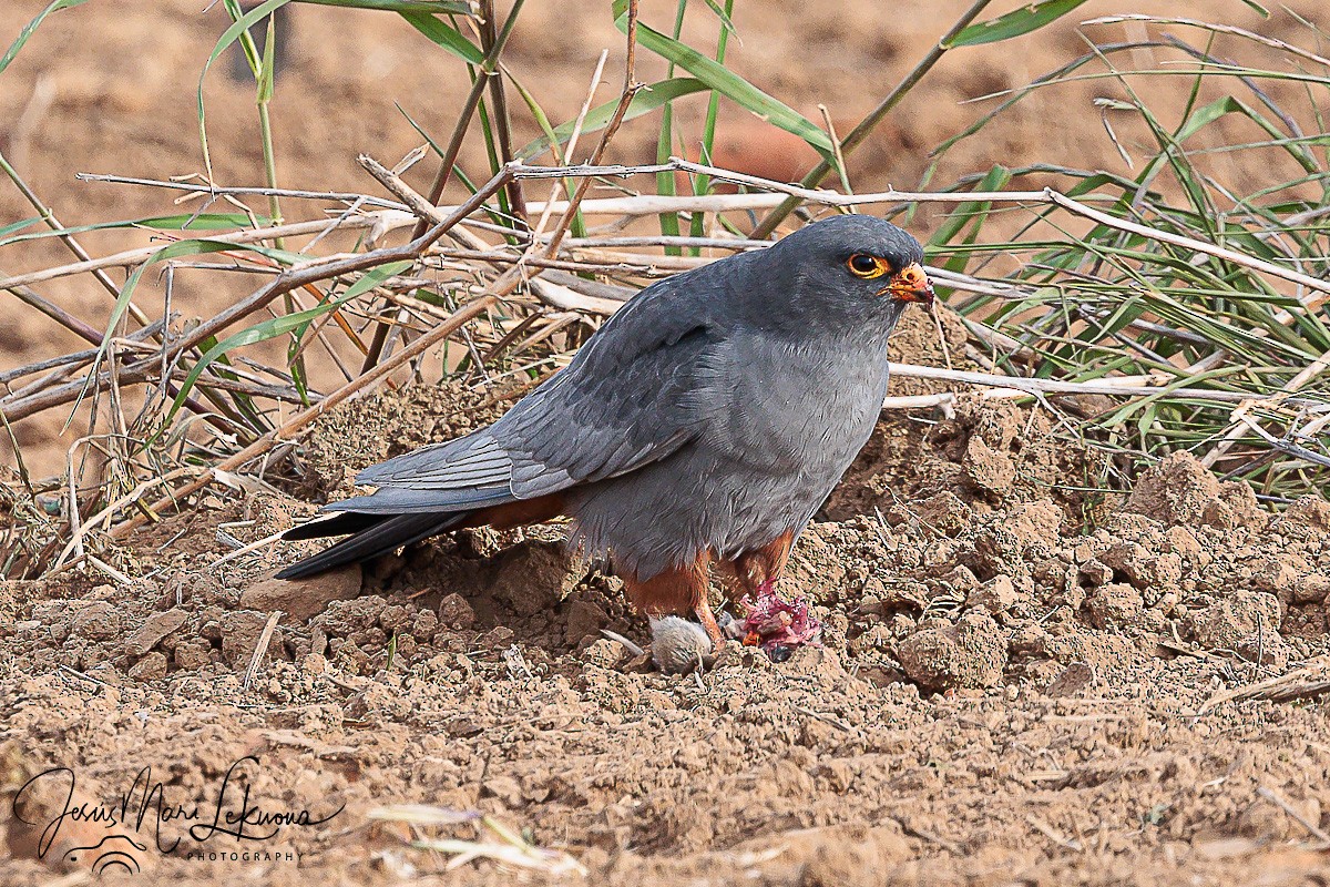 Red-footed Falcon - ML617921405