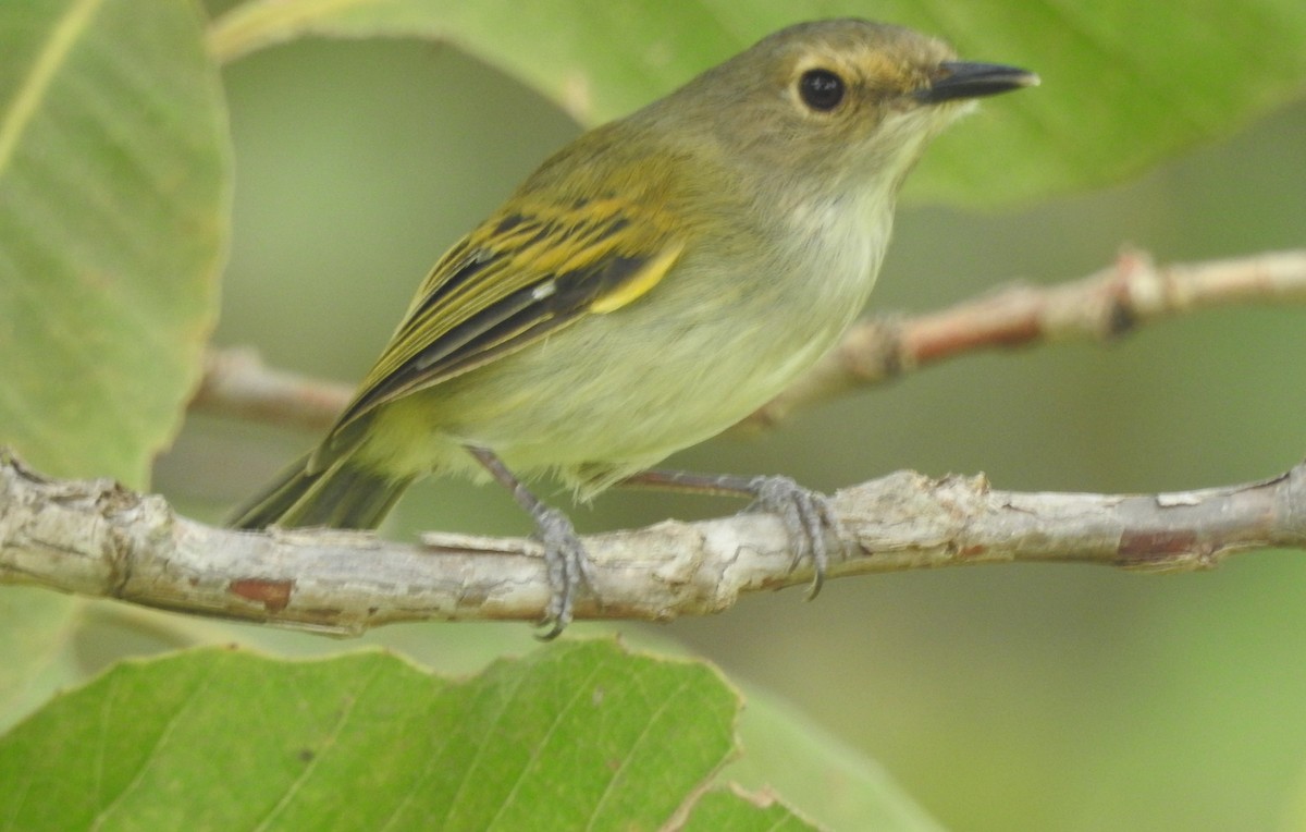 Rusty-fronted Tody-Flycatcher - ML617921406