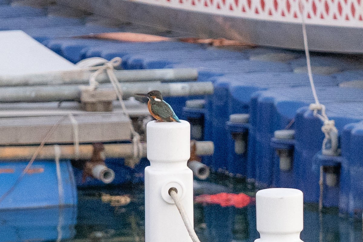 Common Kingfisher - ML617921432