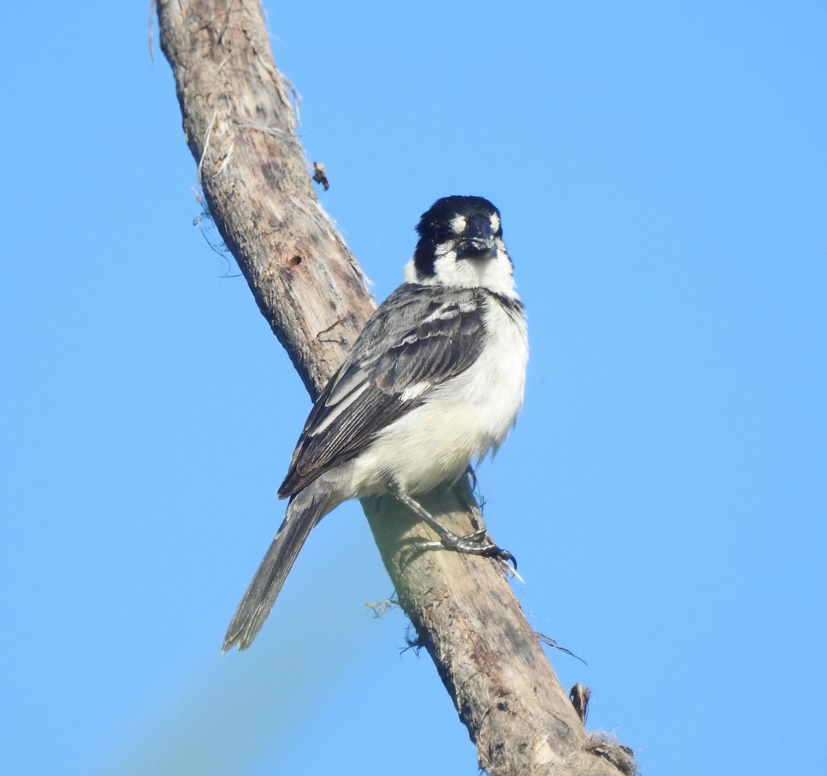 Rusty-collared Seedeater - ML617921435