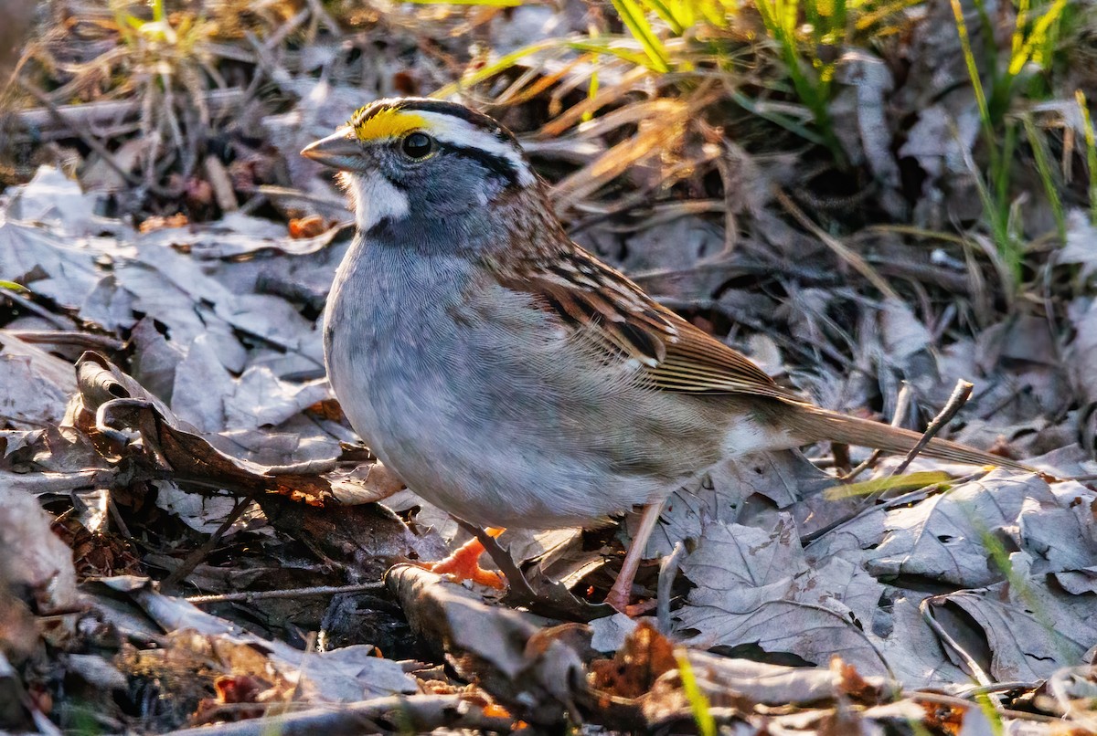 White-throated Sparrow - ML617921486