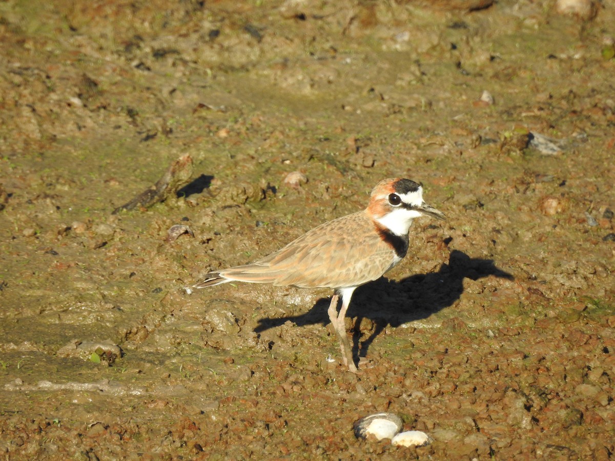 Collared Plover - ML617921487