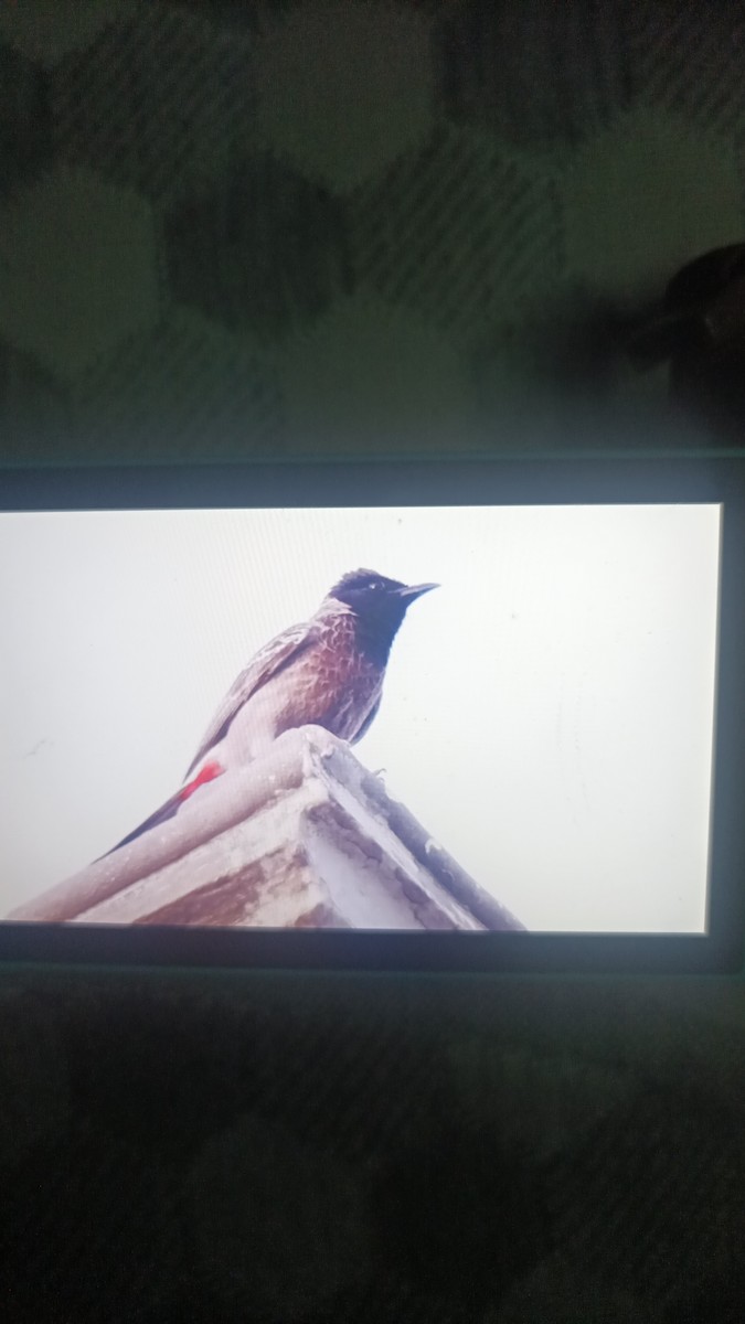 Red-vented Bulbul - ML617921489