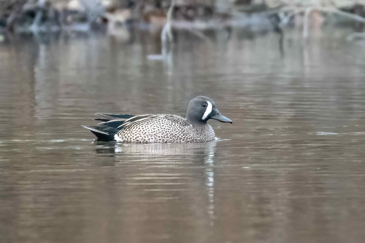 Blue-winged Teal - ML617921493