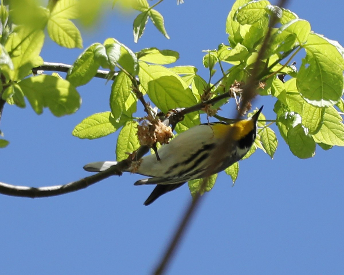 Yellow-throated Warbler - Susan Burkhart