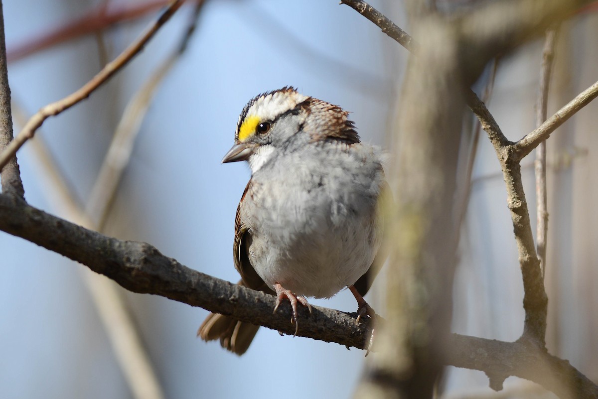 White-throated Sparrow - ML617921556