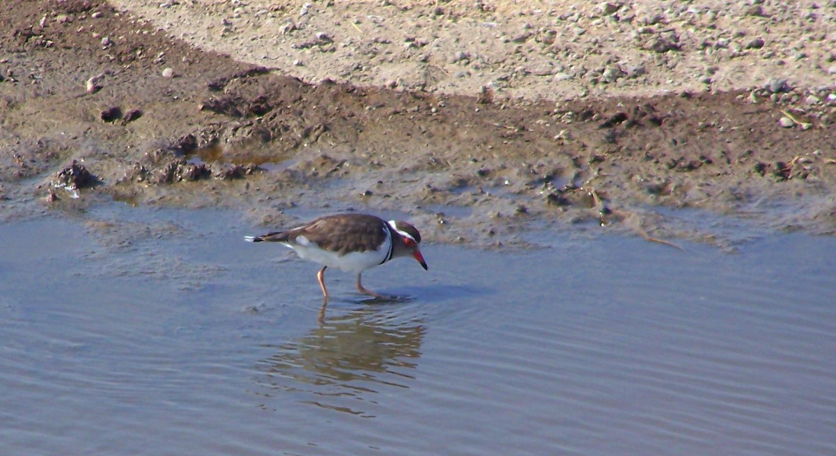 Three-banded Plover (African) - ML617921562