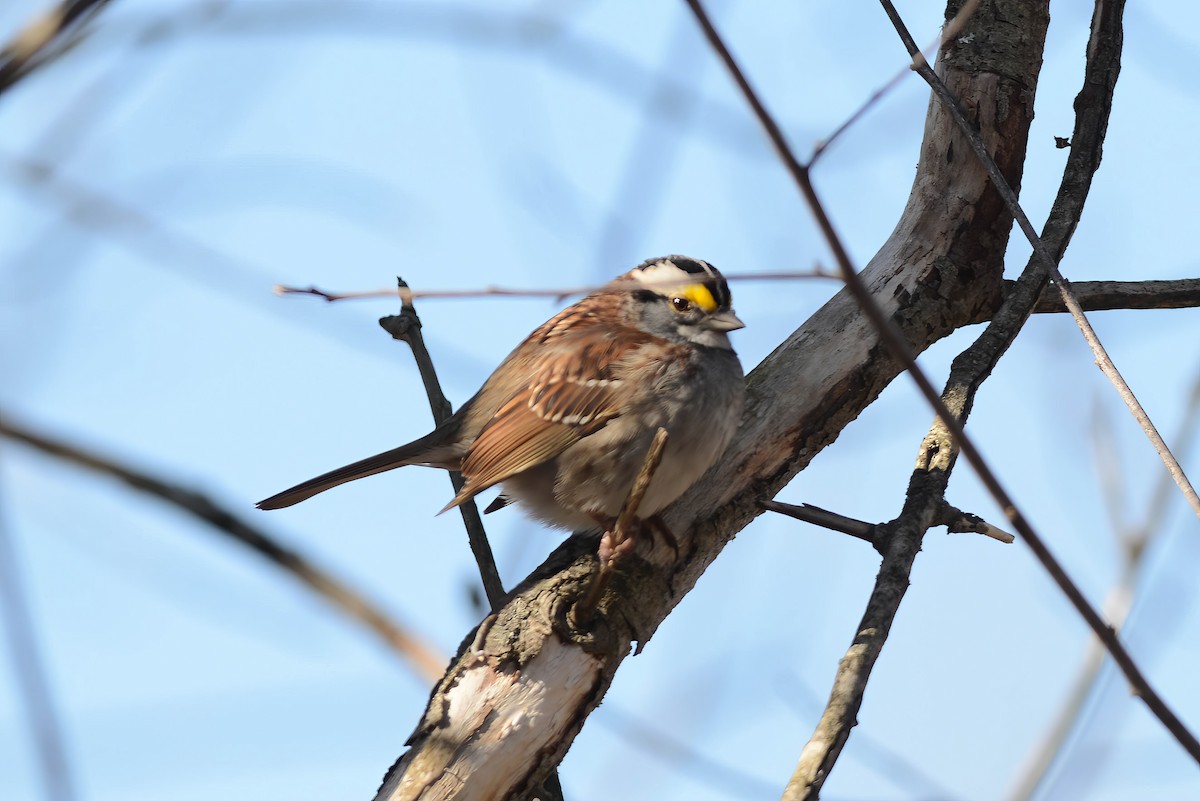 White-throated Sparrow - ML617921567