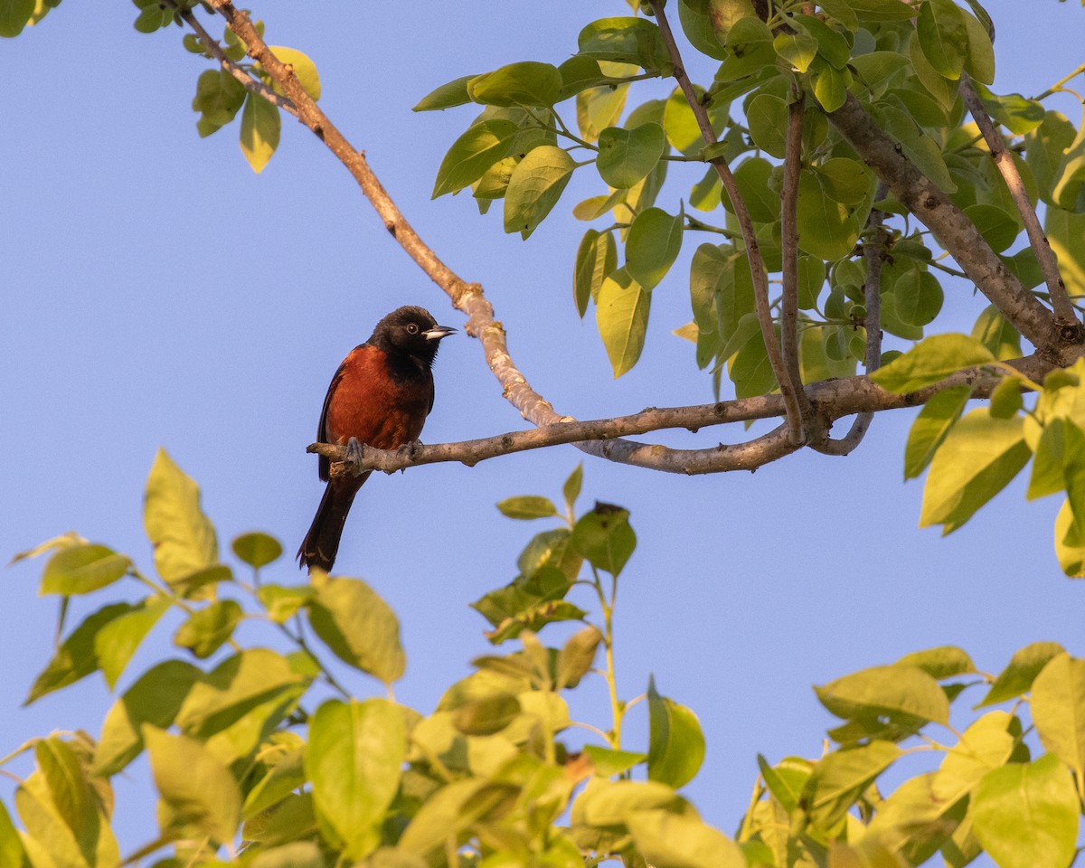 Orchard Oriole - ML617921572