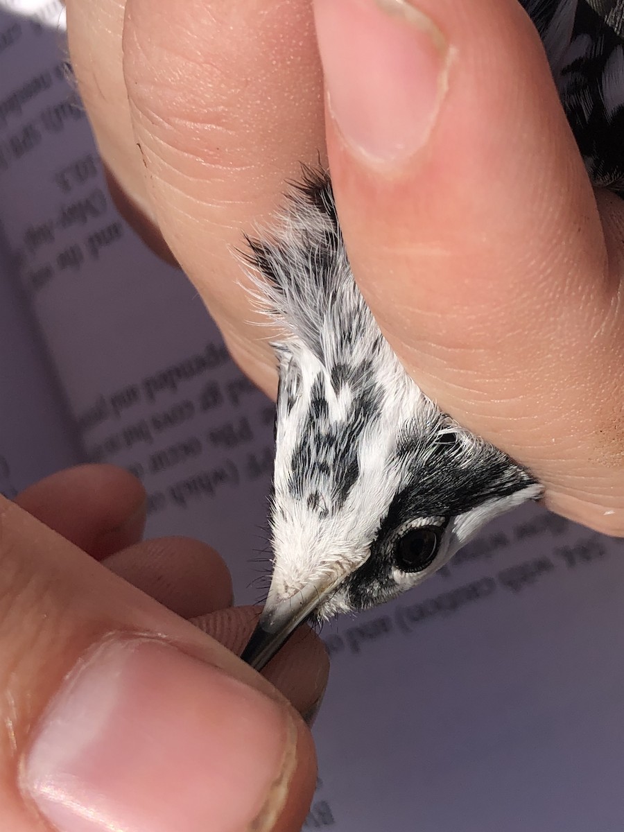 Black-and-white Warbler - Tabitha Olsen