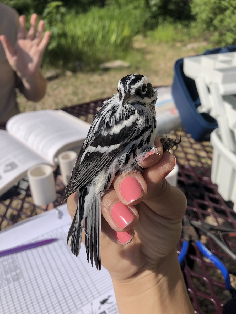 Black-and-white Warbler - ML617921617