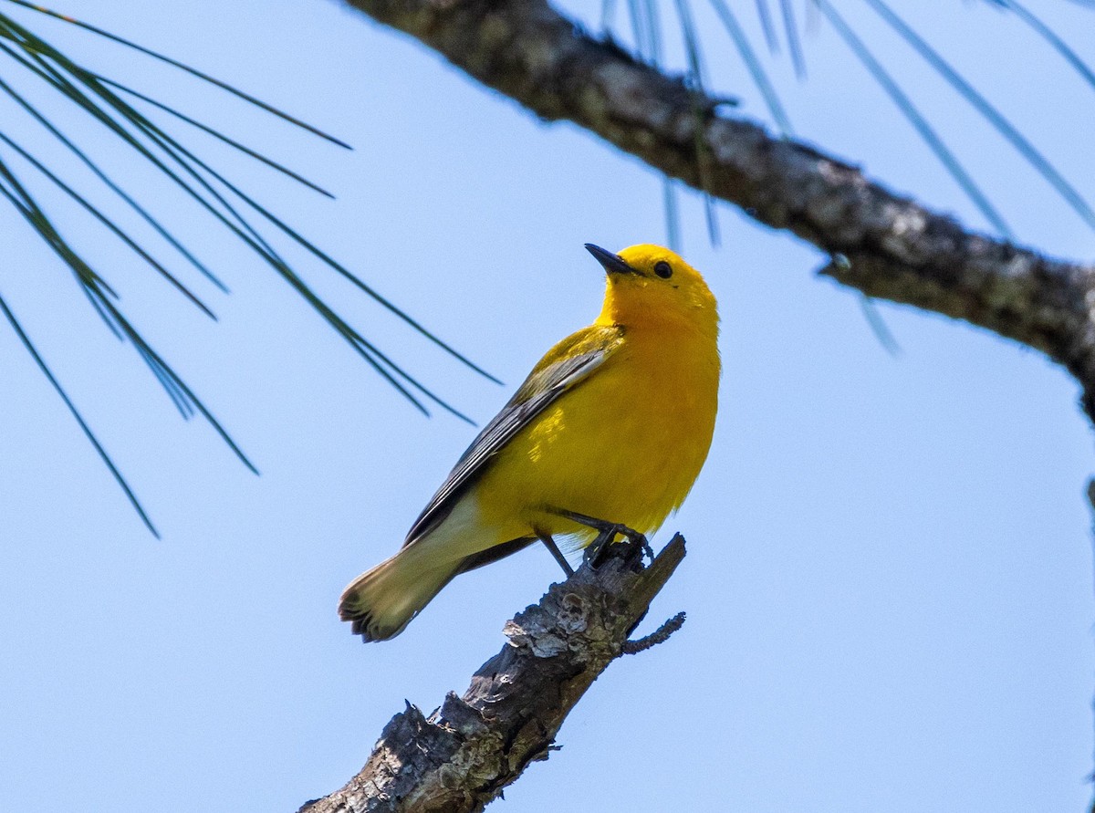 Prothonotary Warbler - ML617921633
