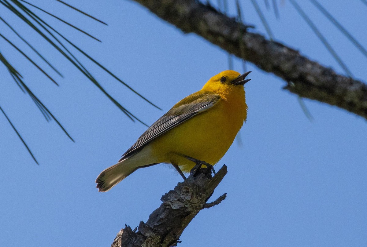 Prothonotary Warbler - ML617921635