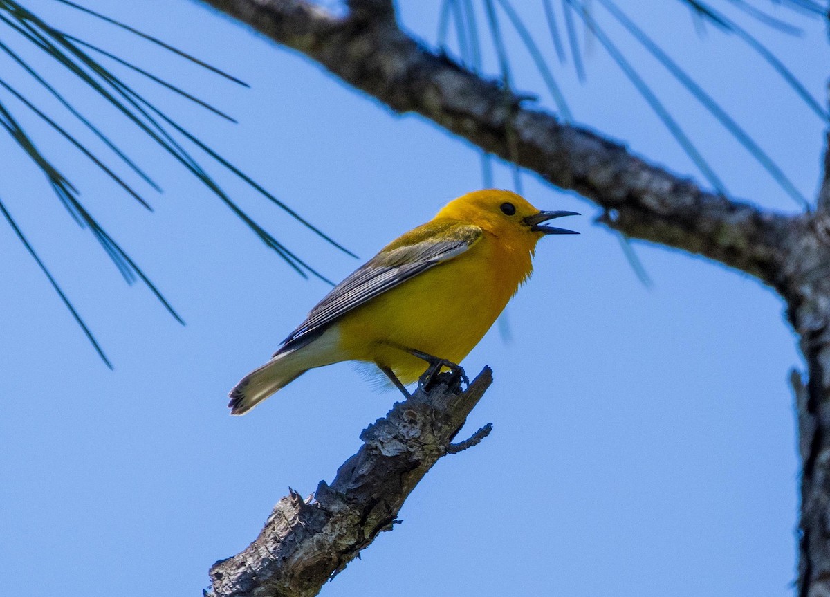 Prothonotary Warbler - ML617921636