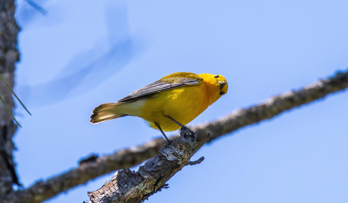 Prothonotary Warbler - ML617921637