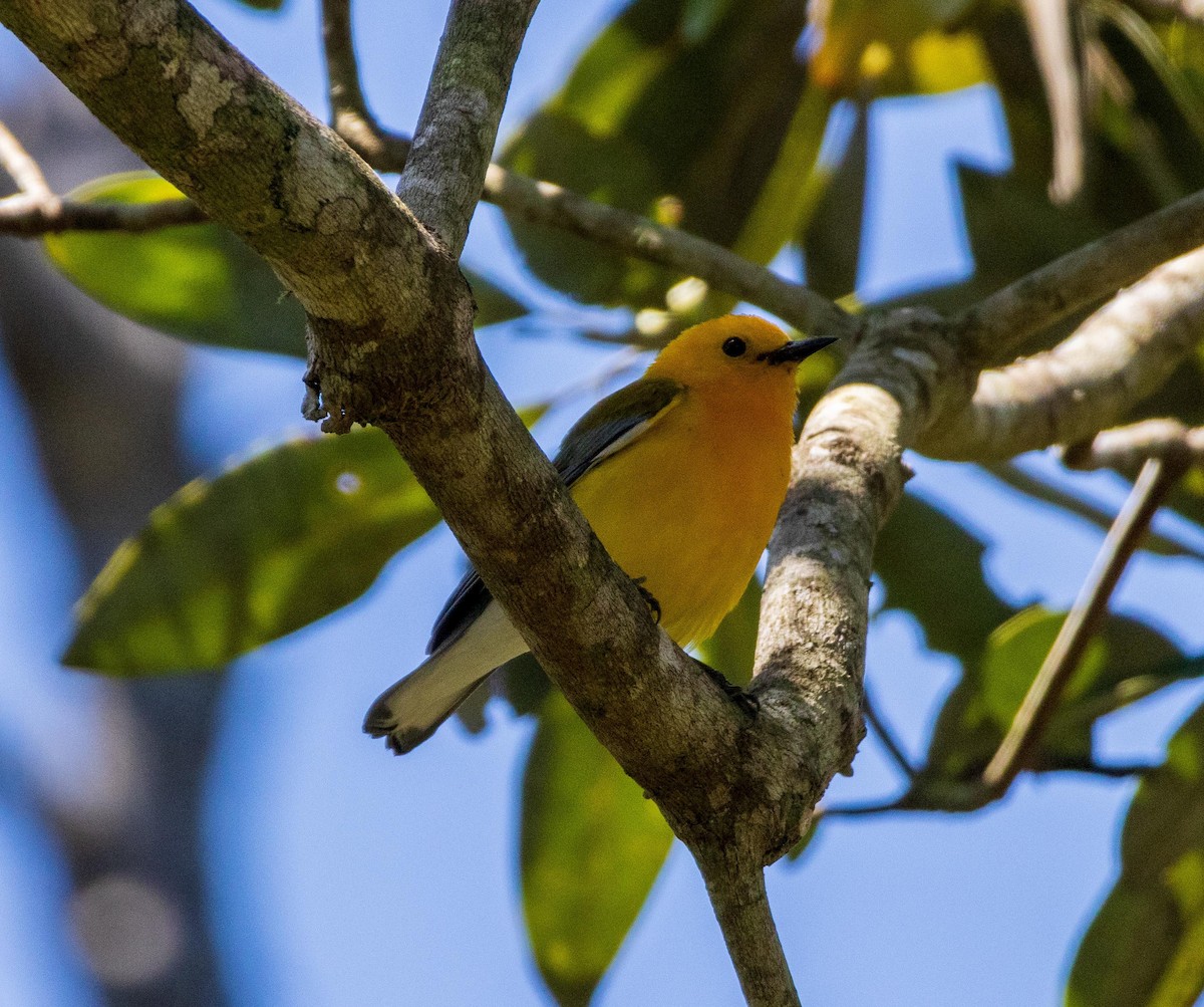 Prothonotary Warbler - ML617921638