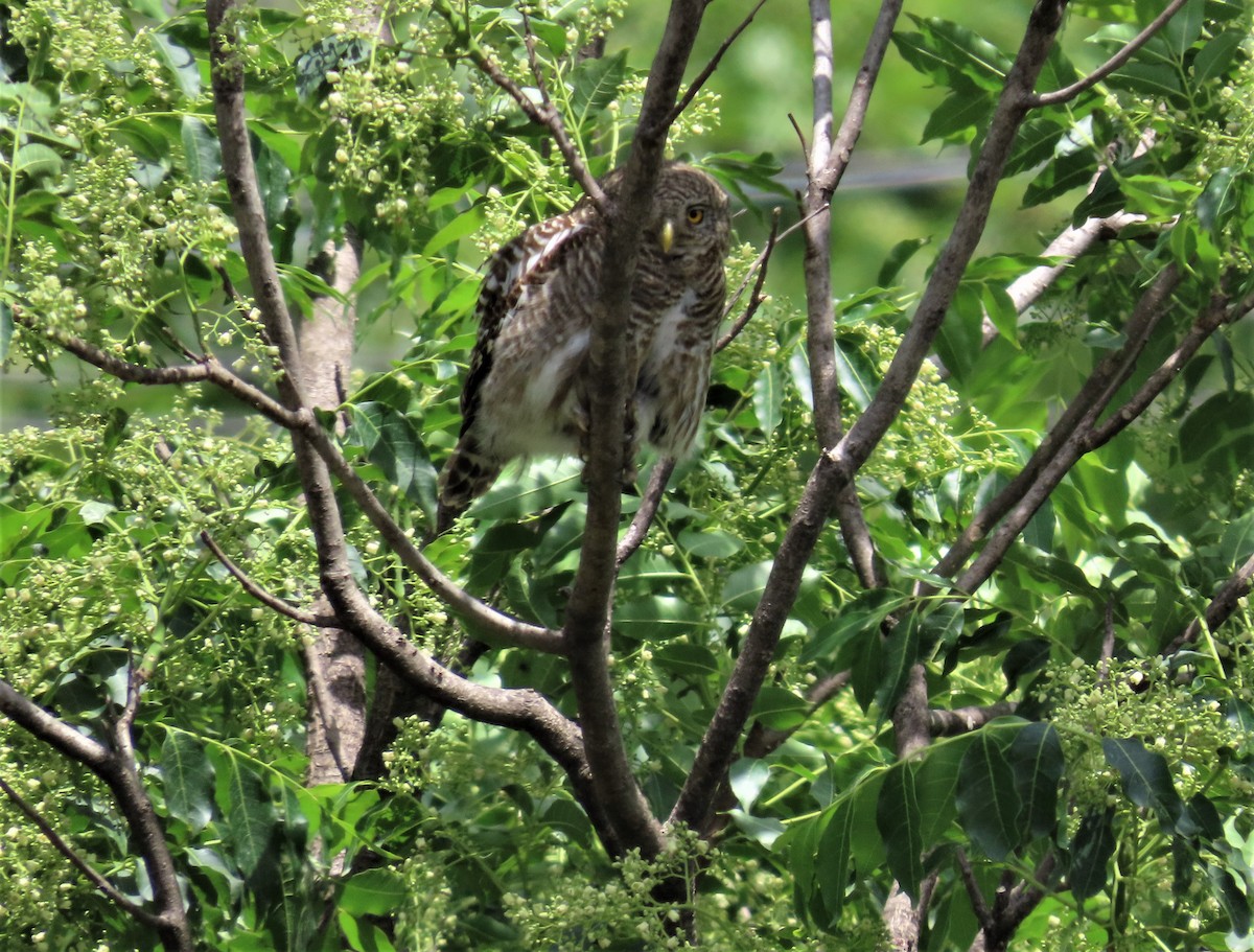 Asian Barred Owlet - ML617921752