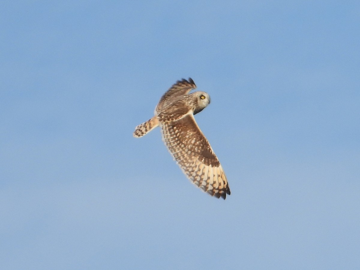 Short-eared Owl - ML617921758