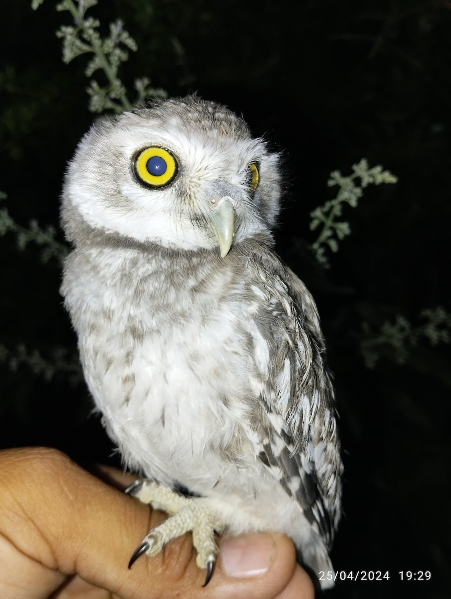 Spotted Owlet - ML617921807