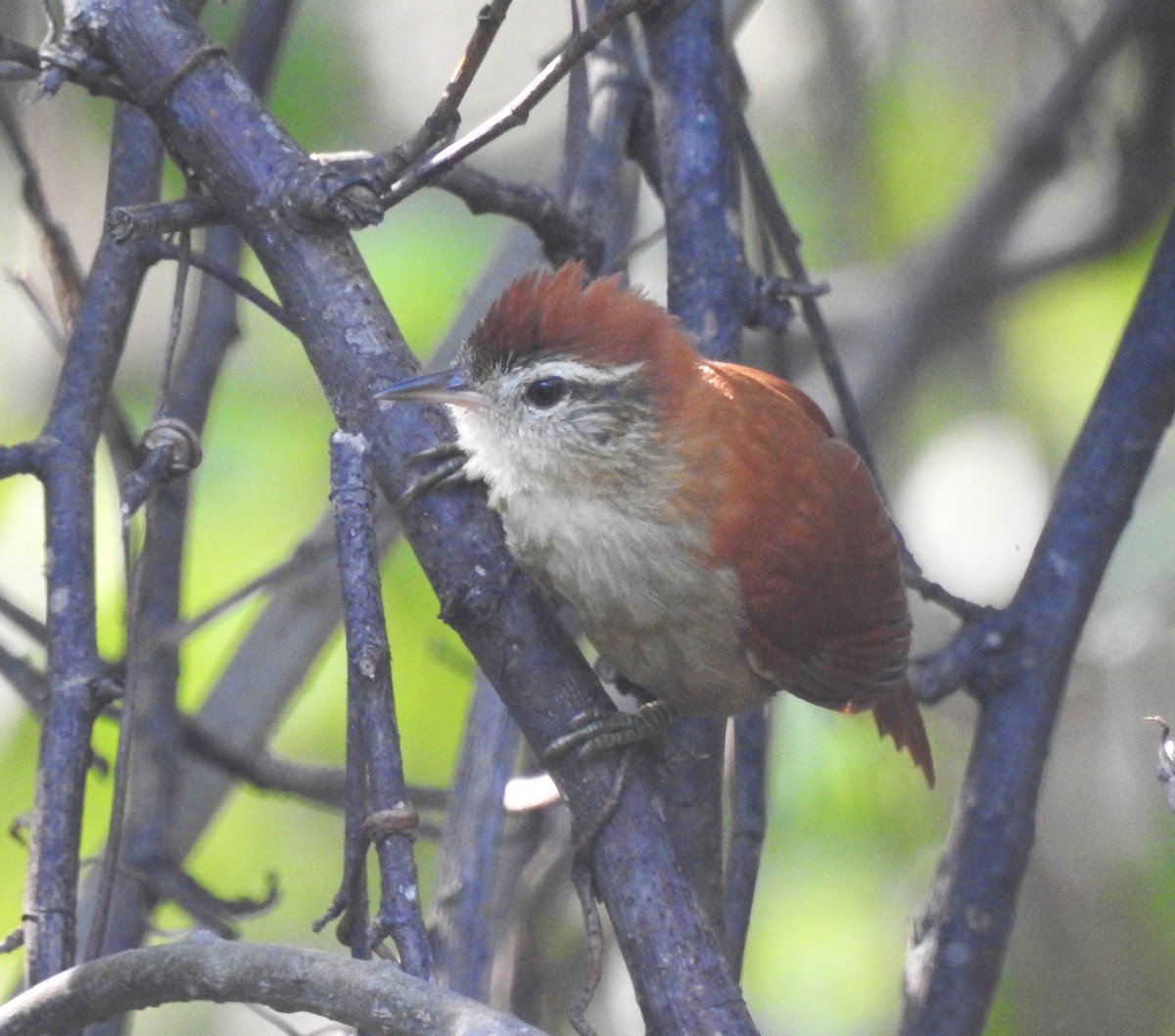 Rusty-backed Spinetail - Marcelo Lisita Junqueira